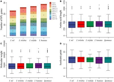 Phylogenetic Analysis of the SQUAMOSA Promoter-Binding Protein-Like Genes in Four Ipomoea Species and Expression Profiling of the IbSPLs During Storage Root Development in Sweet Potato (Ipomoea batatas)